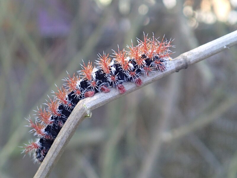 File:Chilean caterpillar.jpg