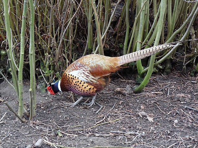DEC releasing over 3,000 ring-necked pheasants in North Country for hunting  season