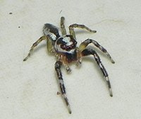 Chira (spider)