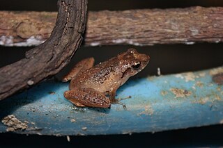 Romers tree frog species of amphibian