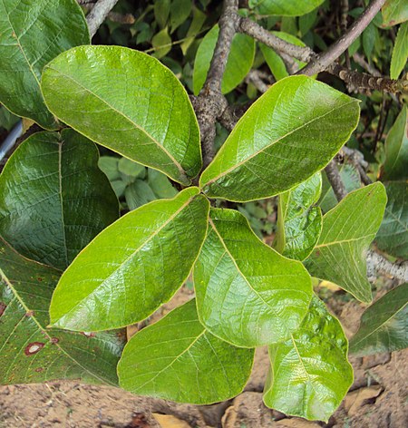 Tập_tin:Chonemorpha_fragrans_-_Franginpani_vine_leaves.jpg