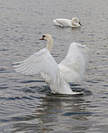 Miniatura para Cisne