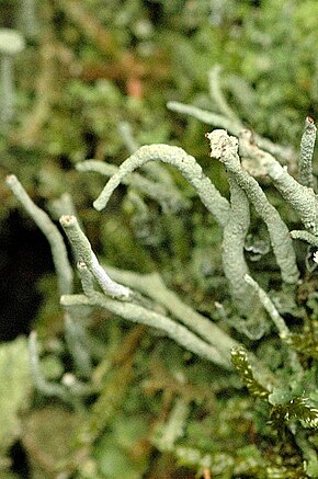 Cladonia.coniocraea.closeup.jpg görüntüsünün açıklaması.