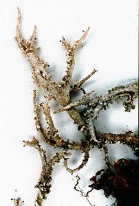 Cladonia scabriuscula.jpg
