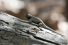 Yarrow's Spiny Lizard (Sceloporus jarrovii) in Huachuca Canyon