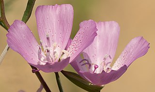 <i>Clarkia dudleyana</i> Species of flowering plant