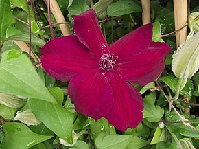 Beskrivelse af billede Clematis 'Syrena'.jpg.