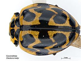 Cleobora mellyi