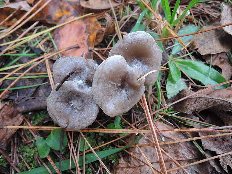 File:Clitocybe ditopa 468541.jpg