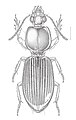 Clivina morio.jpg