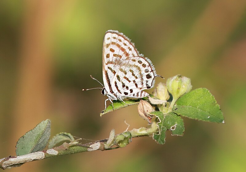 File:Close wing Basking of Tarucus balkanicus (Freyer, 1844) - Little Tiger Pierrot WLB IMG 2618a.jpg