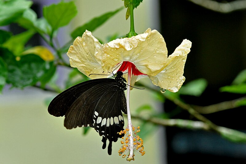 File:Close wing nectaring of Papilio polytes Linnaeus, 1758 – Common Mormon (Male) on Hibiscus rosa-sinensis WLB DSC 0167.jpg
