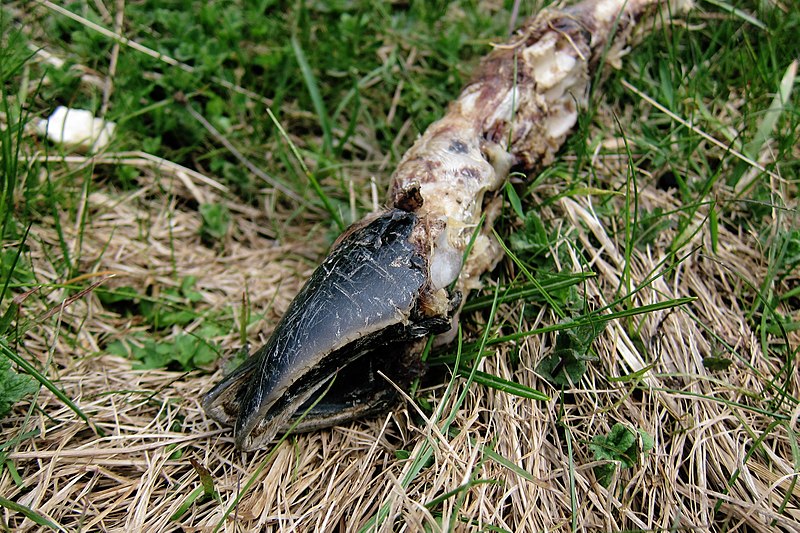 File:Cloven hoof bone - Polcenigo, Pordenone, Friuli-Venezia Giulia, Italy - 2022-05-01.jpg