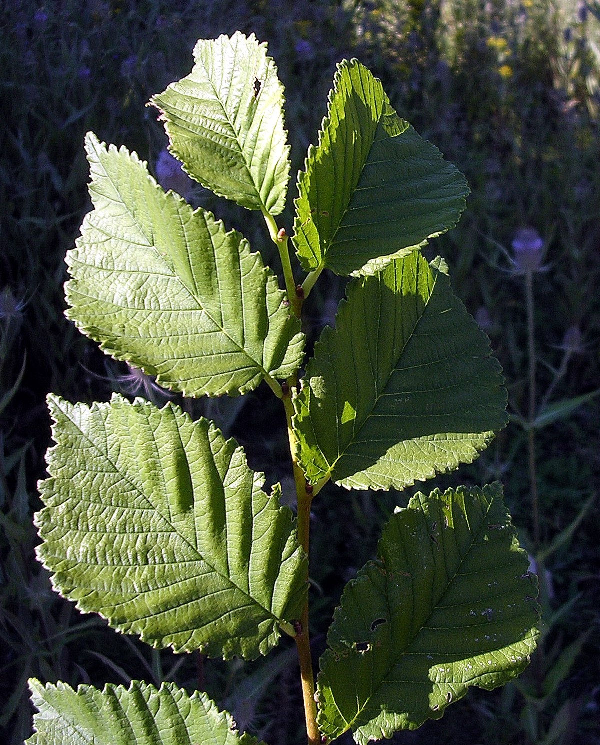 Вяз ржавый. Ulmus SP).