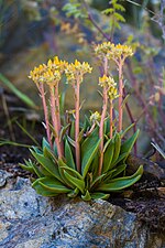 Thumbnail for Dudleya cymosa subsp. cymosa