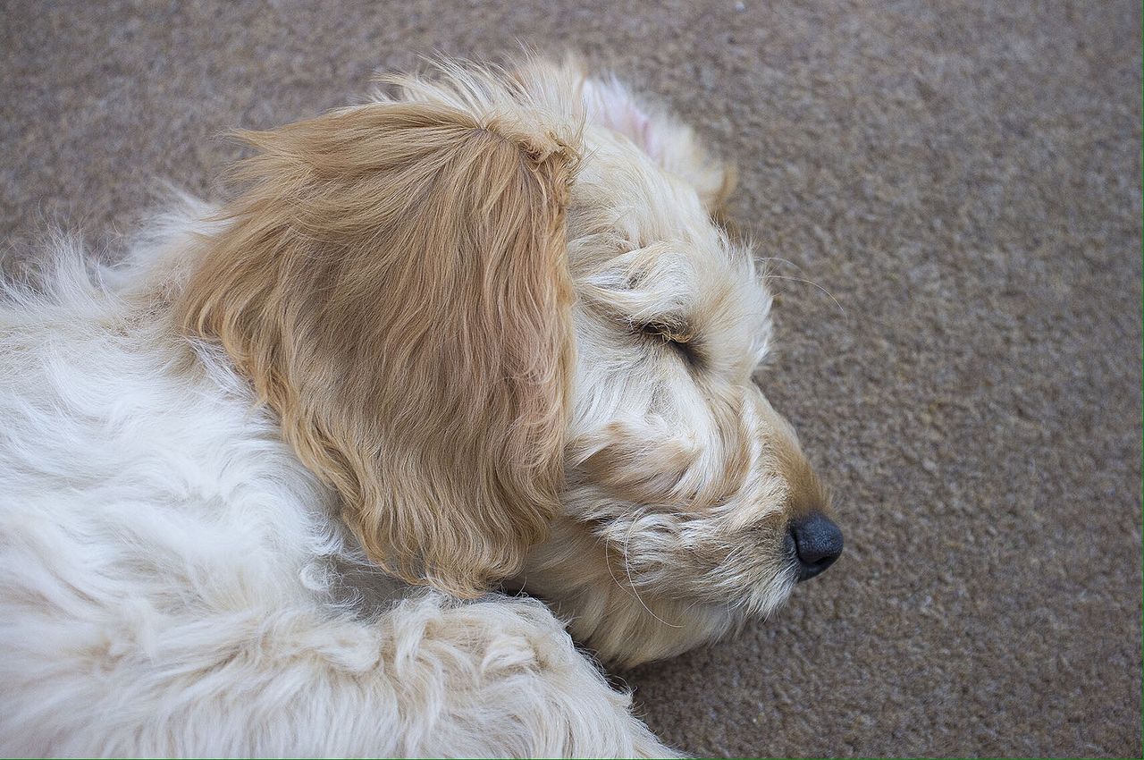 File Cockapoo Puppy Asleep Jpg Wikimedia Commons