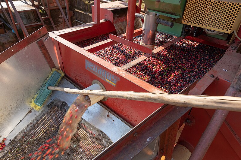 File:Coffee Farm near Karatu (04).jpg