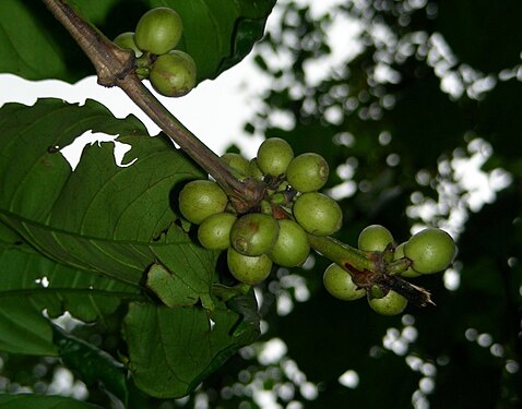 Coffee beans raw and fresh