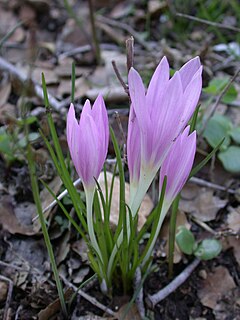 <i>Colchicum stevenii</i> species of plant