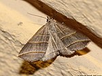 Mätarfly, Colobochyla salicalis