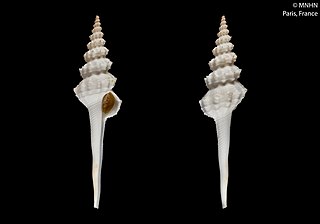 <i>Coluzea faceta</i> Species of gastropod