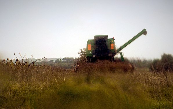 Combine harvester for collecting sunflower seeds, in Siena countryside