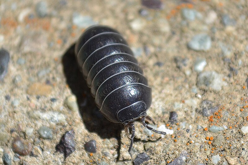 File:Common Pill-bug (Armadillidium vulgare).jpg