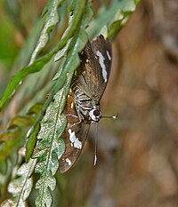 דירה מצוירת נפוצה (Celaenorrhinus leucocera) ב Samsing, Duars, מערב בנגל W IMG 6347.jpg