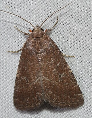 <i>Condica viscosa</i> Species of moth