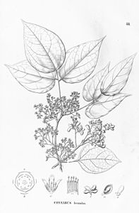 Connarus fecundus