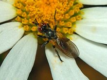 Conopidae - Thecophora atra.JPG