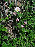 Miniatura para Convolvulus arvensis