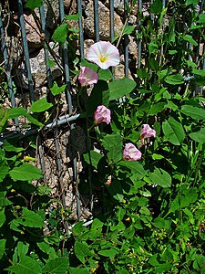 Convolvulus arvensis Habitus