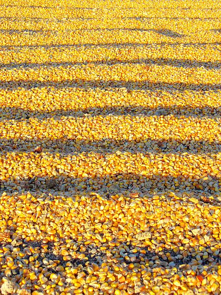 Tập_tin:Corn_Harvest,_Pyongyang,_North_Korea_(2914921712).jpg