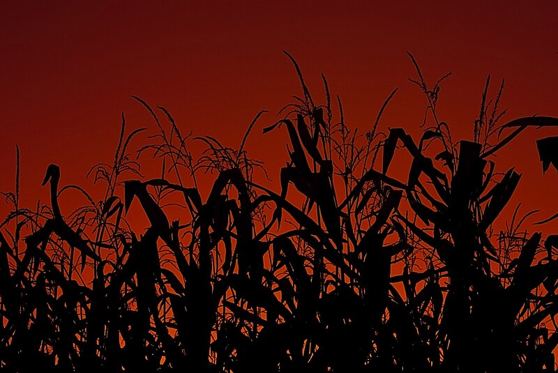 File:Corn stalks at sunset.jpg