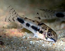 Salt and pepper catfish httpsuploadwikimediaorgwikipediacommonsthu