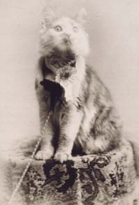 Tập_tin:Cosey_the_Maine_Coon_cat,_1895.jpg