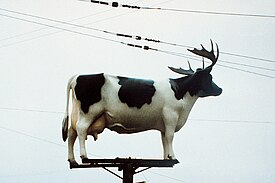 A cow with antlers that somehow got itself onto a pole.
