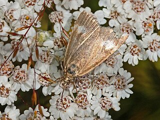<i>Udea alpinalis</i> Species of moth