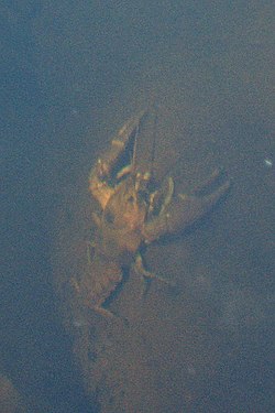 Crayfish (Astacoidea)