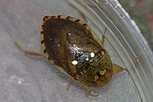 באג מים זוחל - Pelocoris femoratus, Maydale Park, Colesville, Maryland.jpg