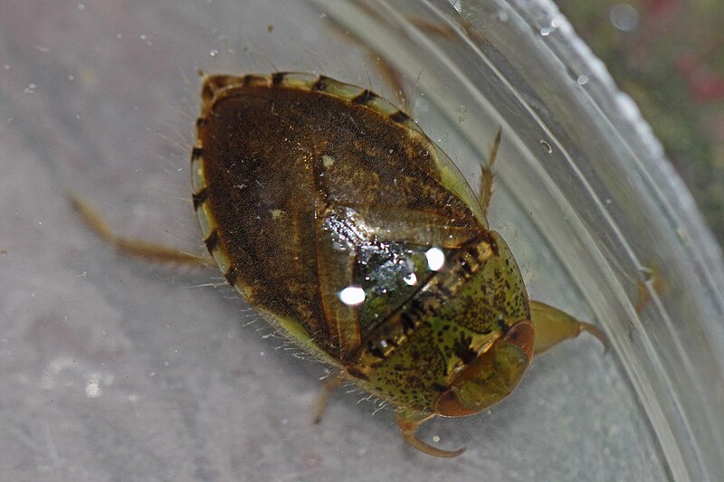 File:Creeping Water Bug - Pelocoris femoratus, Maydale Park, Colesville, Maryland.jpg