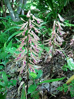 <i>Cremastra appendiculata</i> Species of orchid