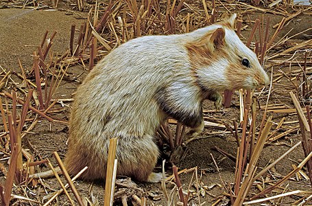 A European Hamster, Cricetus cricetus