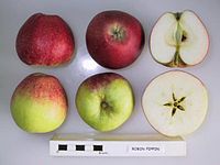 Cross section of Robin Pippin, National Fruit Collection (acc. 1961-097).jpg