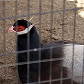 Galliformes: Descrizione, Biologia, Tassonomia