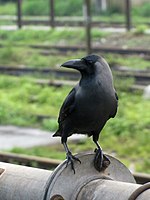 Crow-from-Mangalore.jpg
