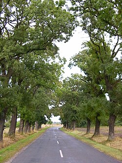 Védett kőrisfasor az út Csáfordjánosfa és Répceszemere közti szakaszán, kelet felé nézve