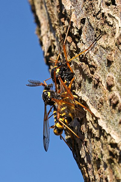 File:Ctenophora flaveolata female and male II.jpg