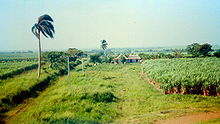 Sugarcane plantation in rural Cuba Cuba canna da zucchero.jpg